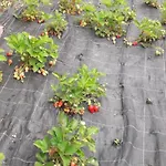 Le Bottesele