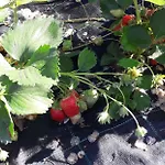 Le Bottesele Farmház *