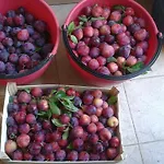 Le Bottesele مزرعة للإقامة