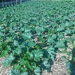 Le Bottesele Alloggio per agriturismo *