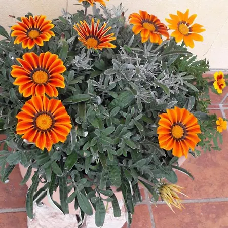 Le Bottesele * סן זנו די מונטניה