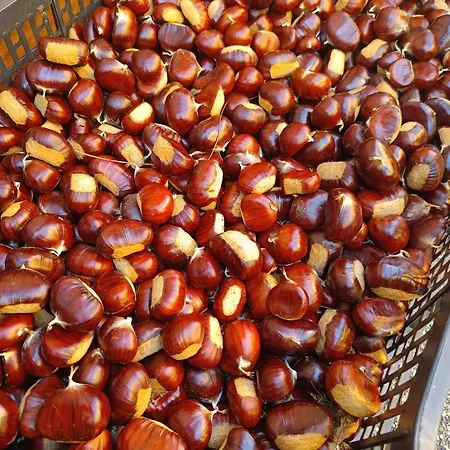 Alloggio per agriturismo Le Bottesele