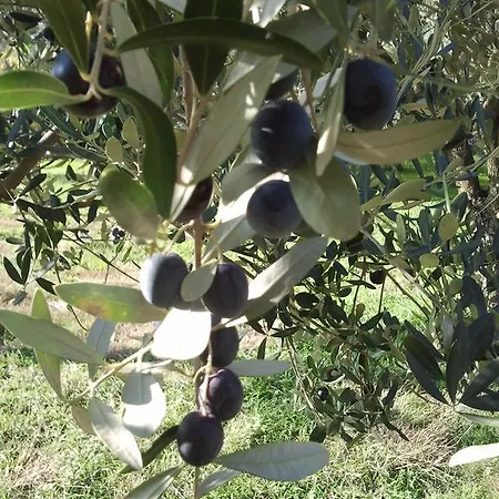 Le Bottesele סן זנו די מונטניה