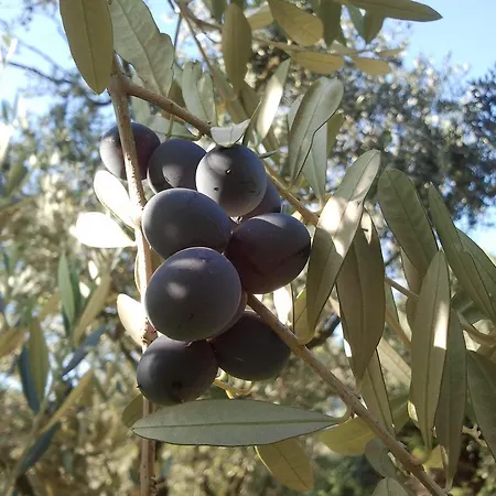 בית חווה Le Bottesele *