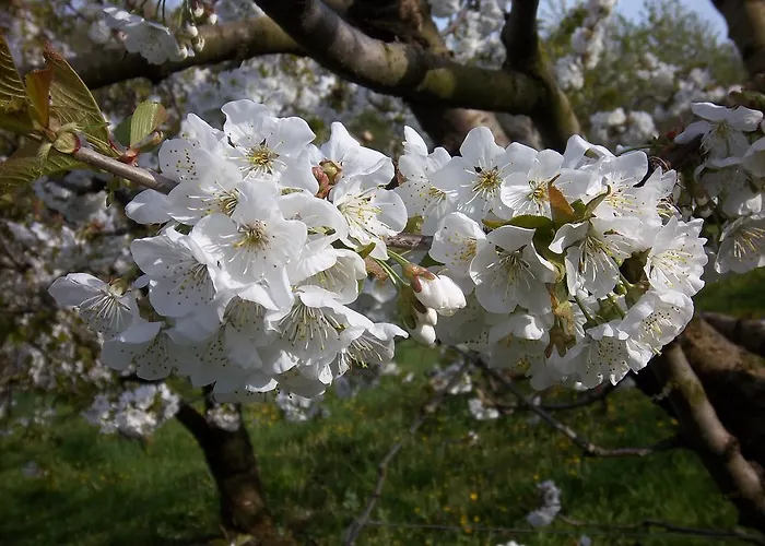 ファームステイ Le Bottesele