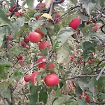 Le Bottesele * San Zeno di Montagna