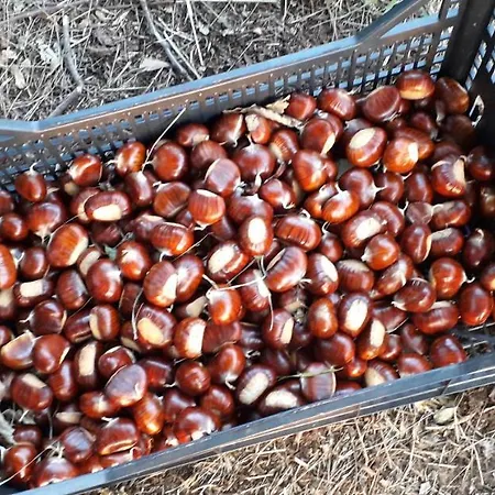 Le Bottesele