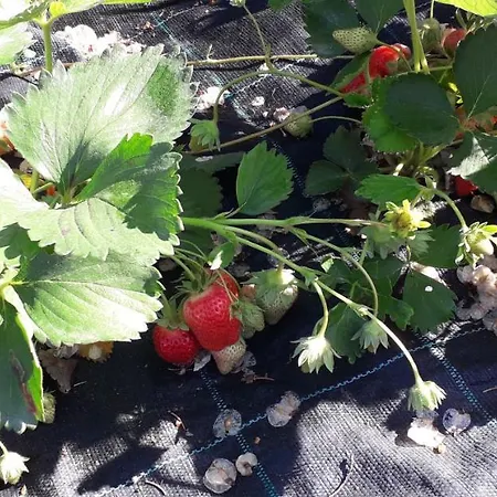 Le Bottesele Vakantieboerderij *