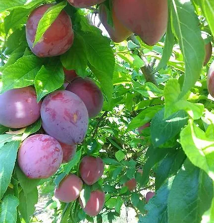 Le Bottesele Séjour à la ferme San Zeno di Montagna