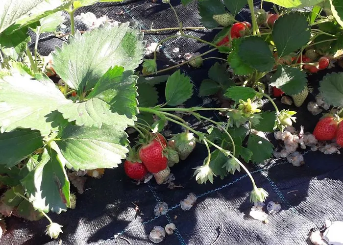 Le Bottesele Agroturismo *