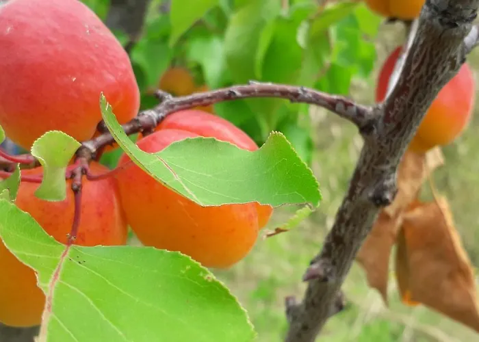 Le Bottesele Agroturismo *