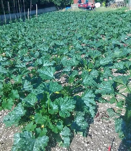 Le Bottesele Agroturismo *