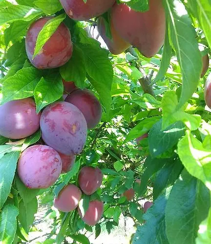 Le Bottesele Agroturismo San Zeno di Montagna