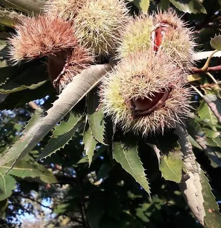 Feriegård Le Bottesele