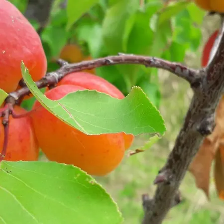 Le Bottesele Feriegård *