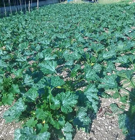 Le Bottesele Feriegård *