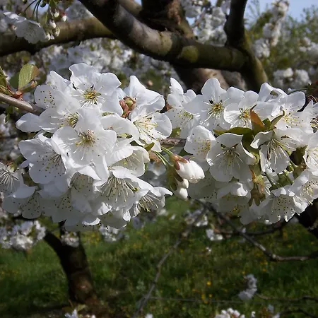 Feriegård Le Bottesele